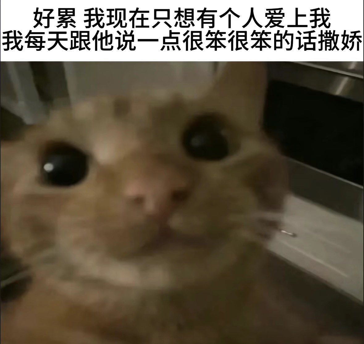 xiaomaonice's tweet photo. 其实只是想找个人放感情…能让我随意地对他撒娇发骚干啥都行的人，有时候真的很莫名其妙想找人腻歪一下但是翻了下列表无人下手…🥹 https://t.co/f3UDXRQkZD