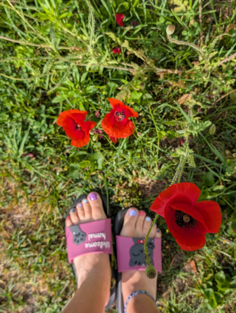 Euthumia's tweet photo. Van még pár pipacsszigetecske itt-ott a kertben... #lifeiscolourful
#pipacsszerelem https://t.co/glJsuyISKe