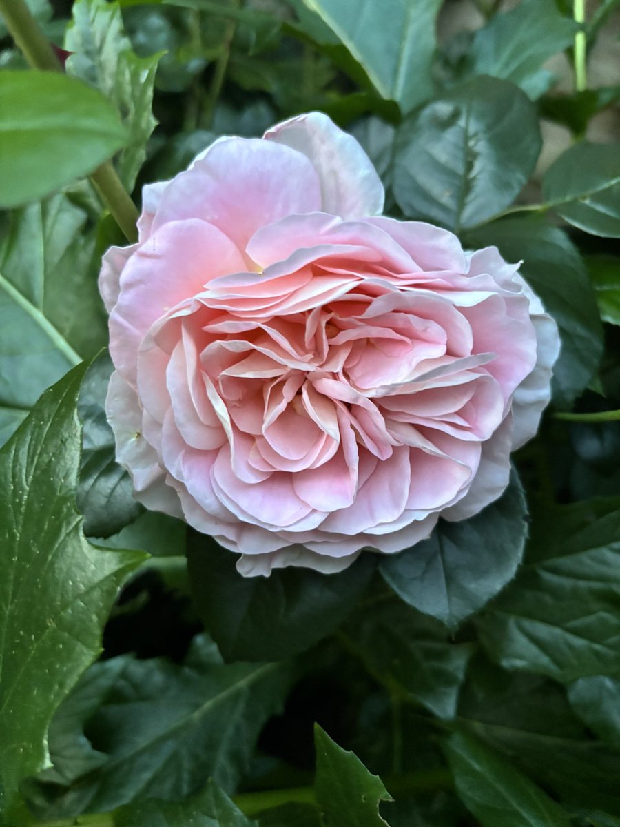 LShallott's tweet photo. #rosewednesday https://t.co/nSIOVn6Wa4