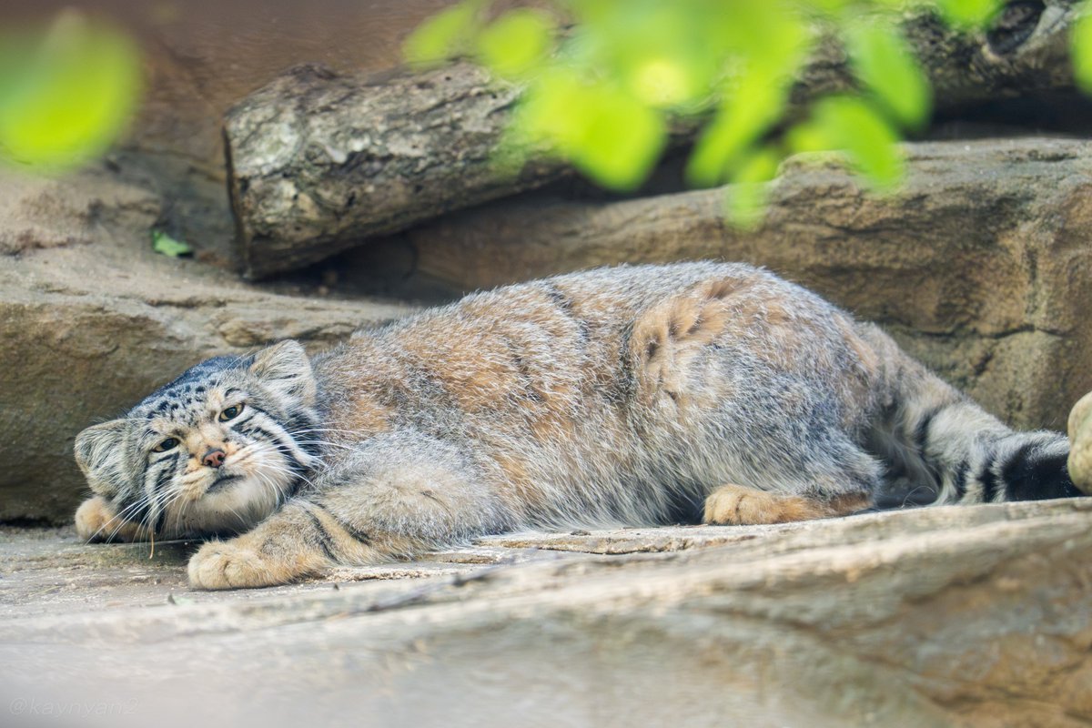 kaynyan2's tweet photo. んー、ナゴム君
#マヌルネコ #manul #那須どうぶつ王国 #ナゴム https://t.co/pmUzN30JWh