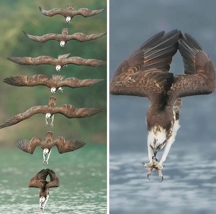 LeoDaVinciWave's tweet photo. This incredible sequence by photographer Chen Chengguang captures an osprey diving for fish with astonishing precision. https://t.co/MbLG243Bt9