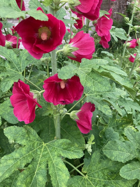 edward_butler55's tweet photo. #TLを花でいっぱいにしよう https://t.co/gF5iKhwt7O