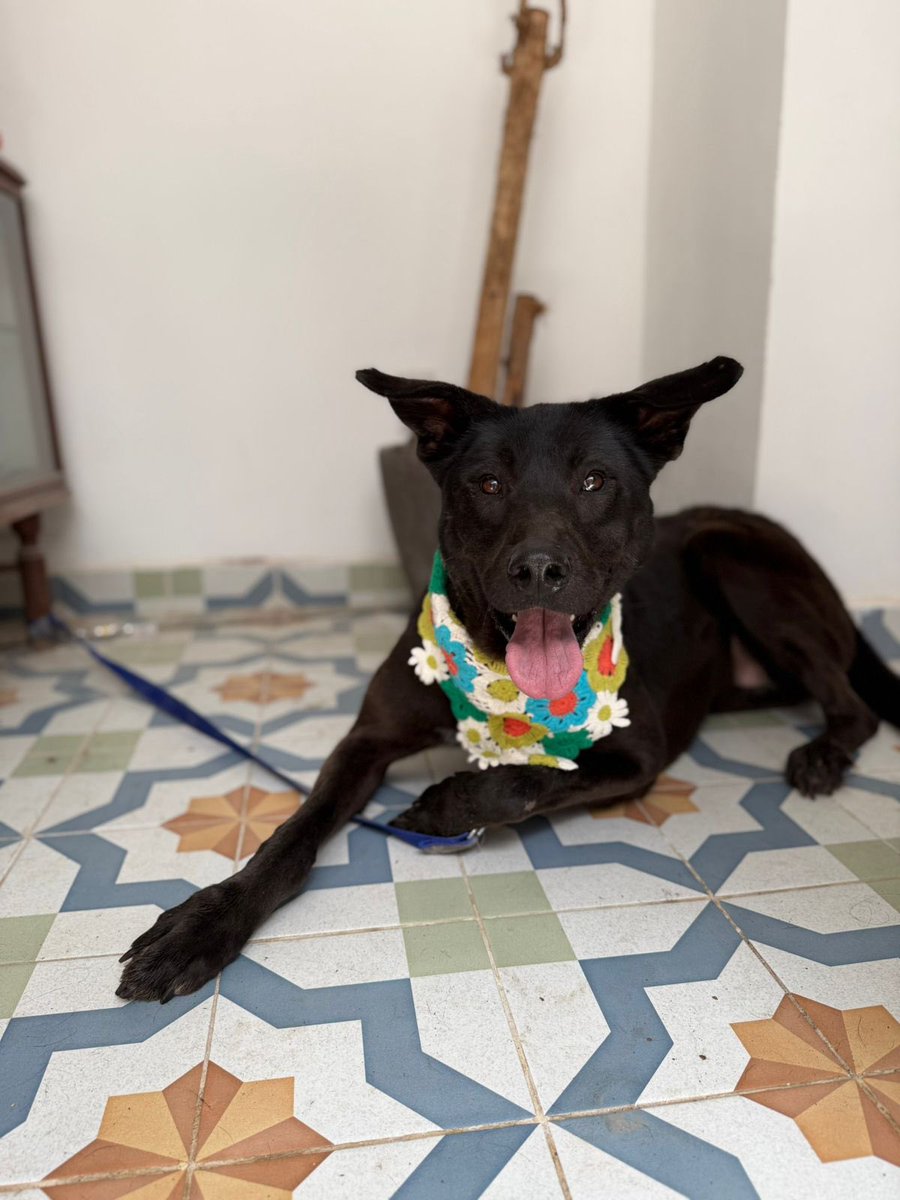 HELA_MORE's tweet photo. Nala ya cumplió más de un año de rescatada pero no hemos tenido la suerte de encontrarle una familia.💔🥺

Sabemos que la mayoría busca perritos talla chica para adoptar,pero perritos como Nala también merecen conocer el amor de un hogar.

Tiene 5 años,talla grande,protocolo completo.
Estamos en CDMX.
#AdoptaNoCompres