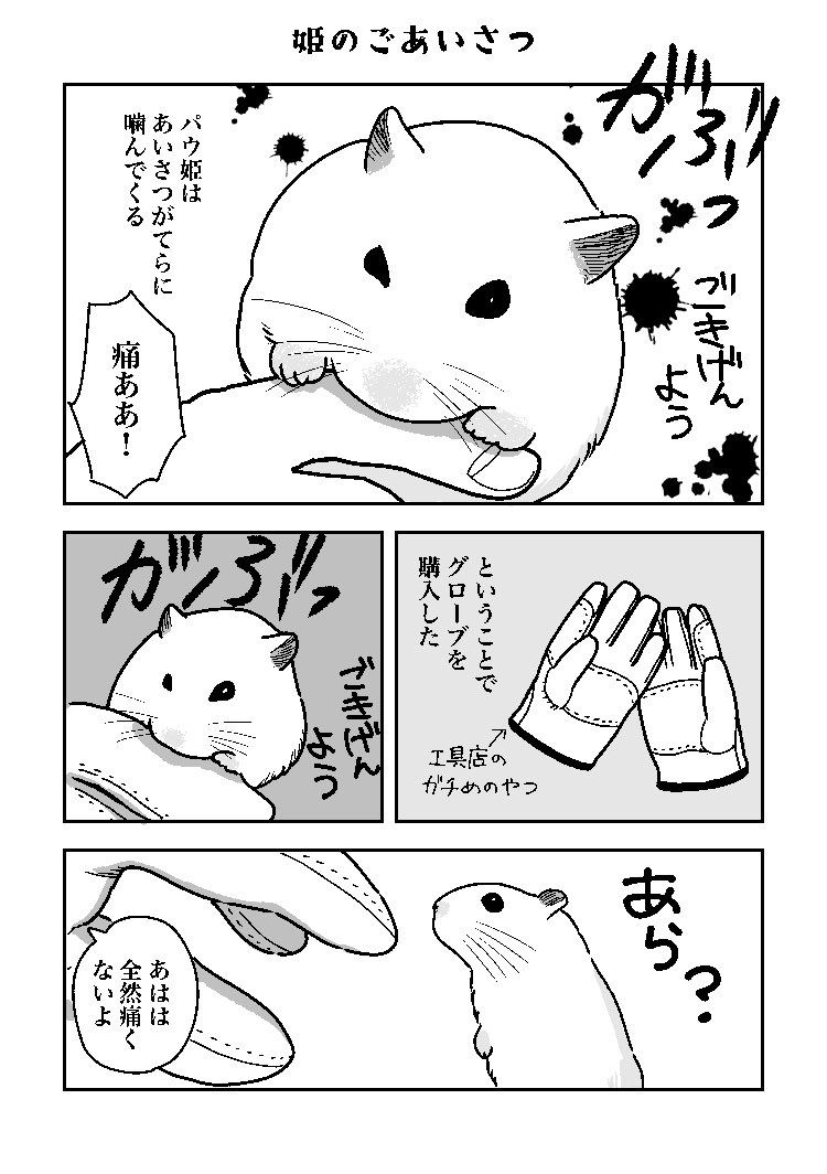 riccorinko's tweet photo. パウパウ日記。
姫のごあいさつ。
 #ハムスター https://t.co/YyRtmP4tKL