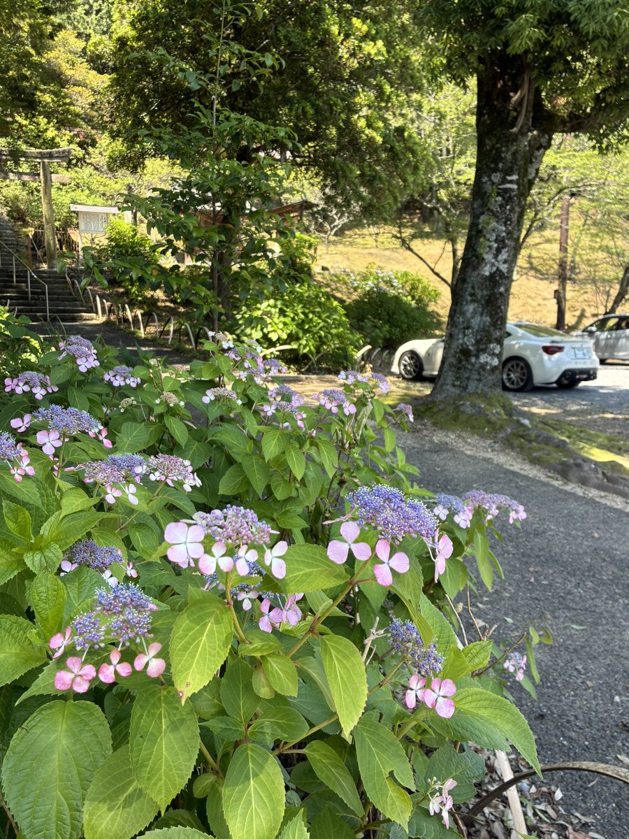 吉備津彦神社の紫陽花はやっと咲き始め👍😅