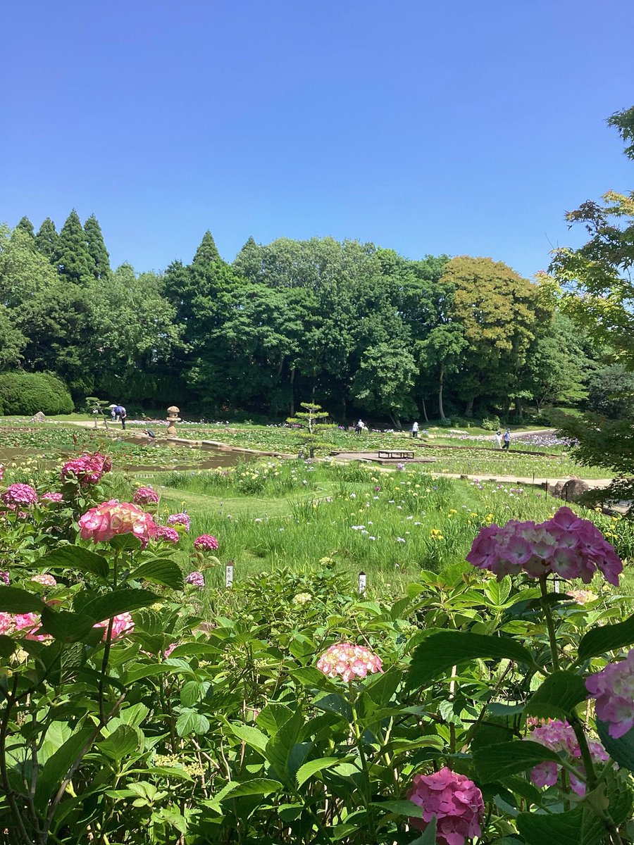 tokiwakouen's tweet photo. ときわ公園で、菖蒲、睡蓮、紫陽花が見頃を迎えました！
鮮やかな花菖蒲、美しく咲き誇っています♪

睡蓮や紫陽花も一緒に楽しめますよ！
ぜひお越しください✨
#宇部市
#ときわ公園
#菖蒲苑 https://t.co/IHqIXzf2qq