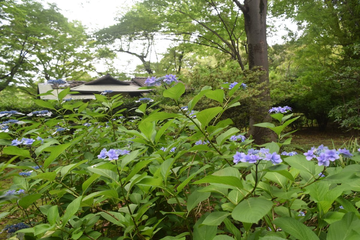 RikugienGarden's tweet photo. 先日ご紹介した #城ケ崎（じょうがさき）が見ごろを迎えています。正門から左へ曲がり直進いただければ、宜春亭や心泉亭裏の小径に咲いています。
梅雨のしっとりとした空気が #庭園 の景色に趣きを添えています。
皆様のお越しをお待ちしております。
#六義園 #RikugienGardens #あじさい #日本庭園 https://t.co/rIolS0UxTL
