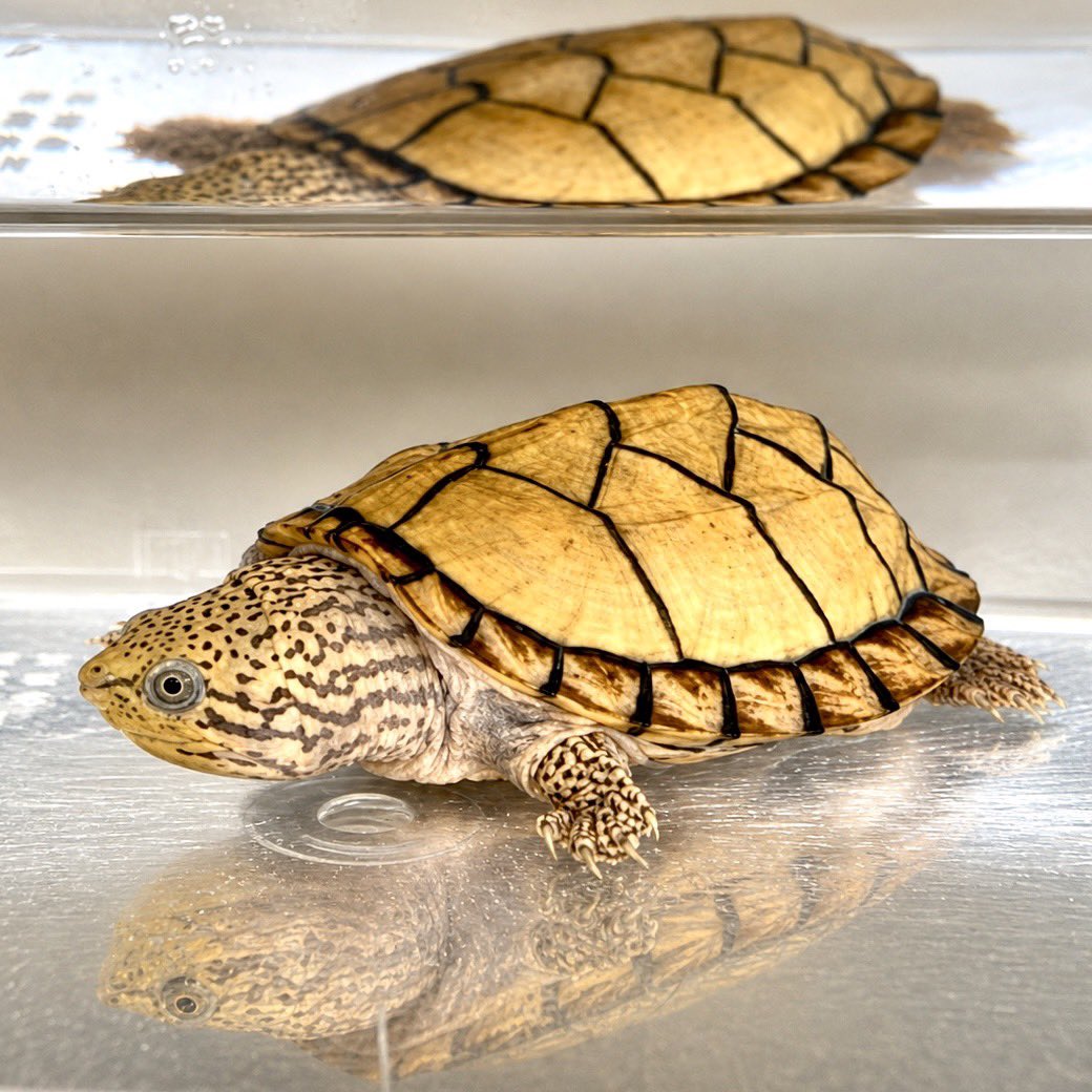 CAO313's tweet photo. 【新入り】
スジクビニオイガメ/ブラックウォーリア/2025国内CB

2ヶ月程待って漸く家に来ました🎊
これでもう1匹のゴッツさんCBと多分ペアになるはず。
頸の模様が濃くて格好良い💯
#スジクビニオイガメ 
#スジクビヒメニオイガメ https://t.co/sRd21nLVAT