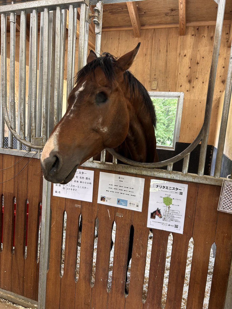 pompom_anon's tweet photo. 今日は引退した競走馬との触れ合い🐎

時間の関係で乗馬は出来ませんでしたが（再び落馬の危険性⚠️…）、人参をあげて「うまい？」と聞きまくりました🥕🐴

みんな優しい目をしてて涙が出そげです🥲
現実に戻りたくないよー…

#あのん一人旅 https://t.co/8MEMM83j0I