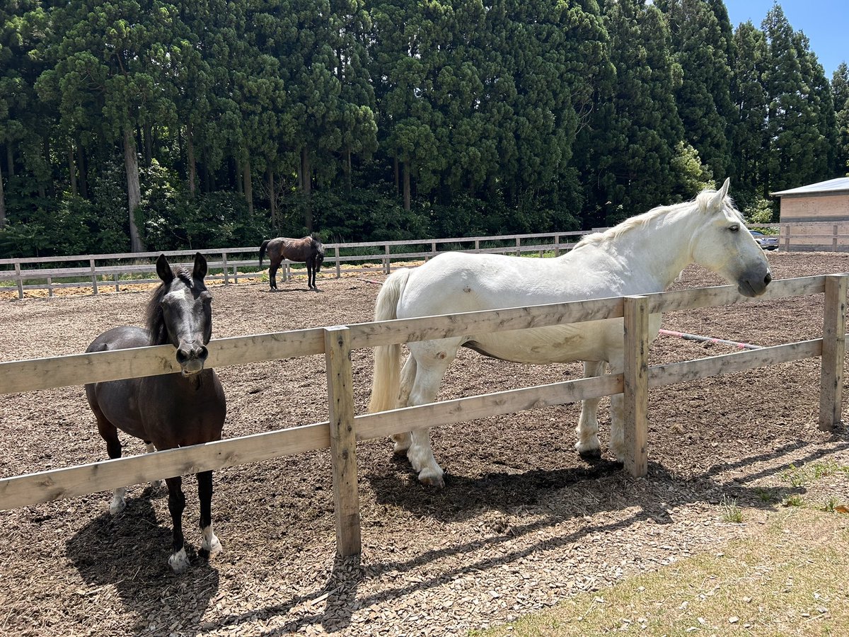pompom_anon's tweet photo. 今日は引退した競走馬との触れ合い🐎

時間の関係で乗馬は出来ませんでしたが（再び落馬の危険性⚠️…）、人参をあげて「うまい？」と聞きまくりました🥕🐴

みんな優しい目をしてて涙が出そげです🥲
現実に戻りたくないよー…

#あのん一人旅 https://t.co/8MEMM83j0I