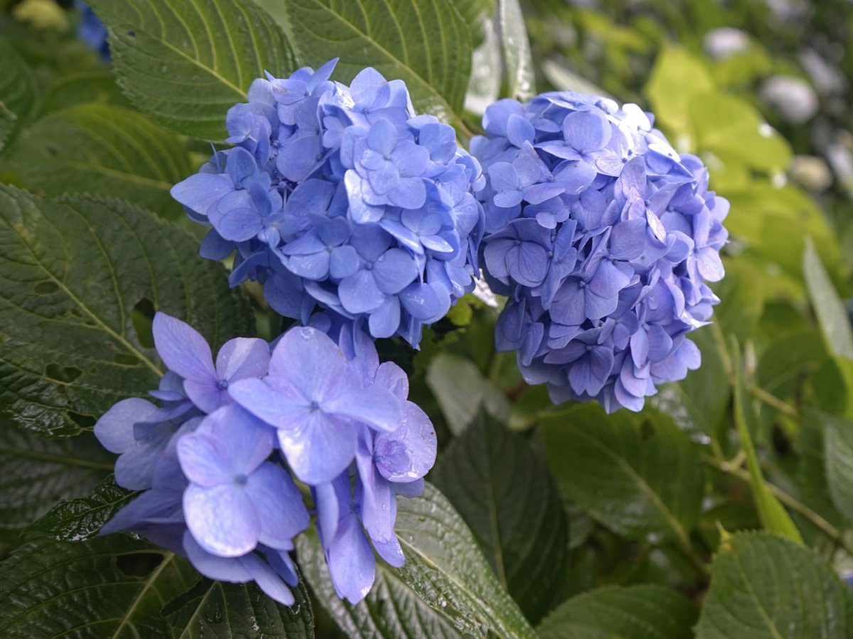 Enoden_official's tweet photo. 【#えのん】長谷寺にお邪魔して、見頃を迎えた紫陽花を見せてもらったよ。

すこし雨が降ったおかげで、紫陽花が瑞々しく光を放っているようで、とても美しかったよ💠💠

朝に行くと、静かな雰囲気のなかでゆっくり楽しめるみたい。また見に行きたいな。 https://t.co/flqa0PiwcH