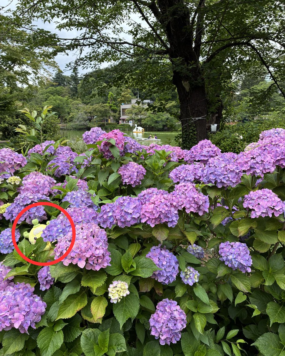 ボノロンをさがせ