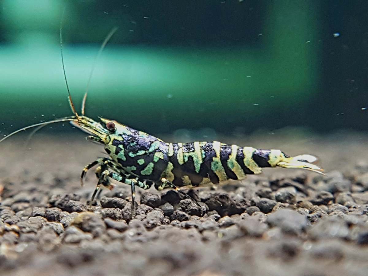 jangche48314155's tweet photo. 2026 JAPAN SHRIMP AWARD Start
 Metallic Mint Tiger https://t.co/3sb6V5UoQp