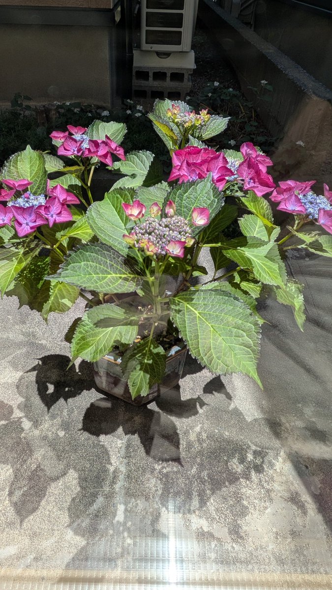 sunztwo2's tweet photo. 紫陽花に水あげようとして窓開けたらハチがいて慌てて窓閉めた
　
よく見たらアシナガバチだったけど窓越しに数回体当りしてきた

怖ぇー https://t.co/rOyRVoMGoi