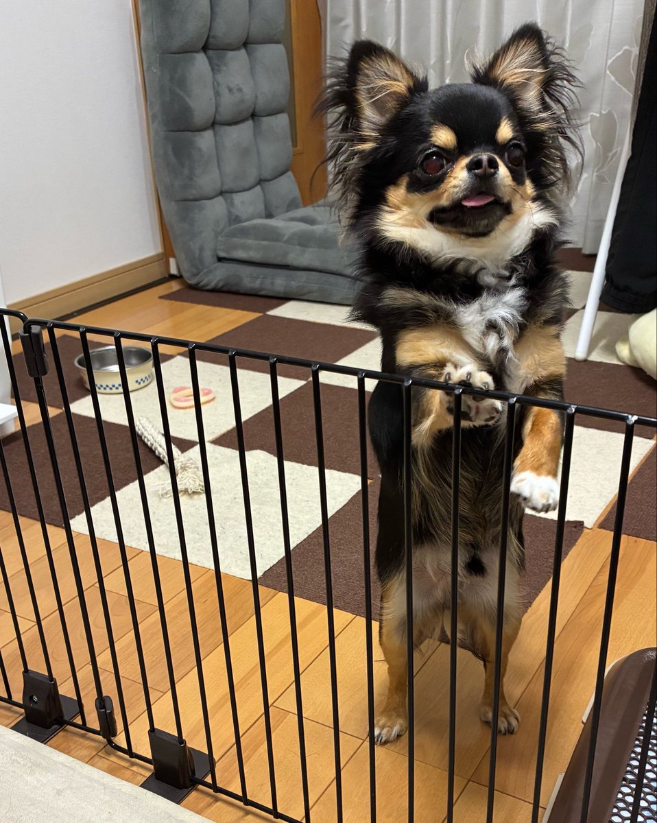 muchi_putchi's tweet photo. この可愛さ、私だけでは持て余してしまうので世界に見てもらおうね

#チワワ 
#犬のいる暮らし https://t.co/aUcAWwQFWN