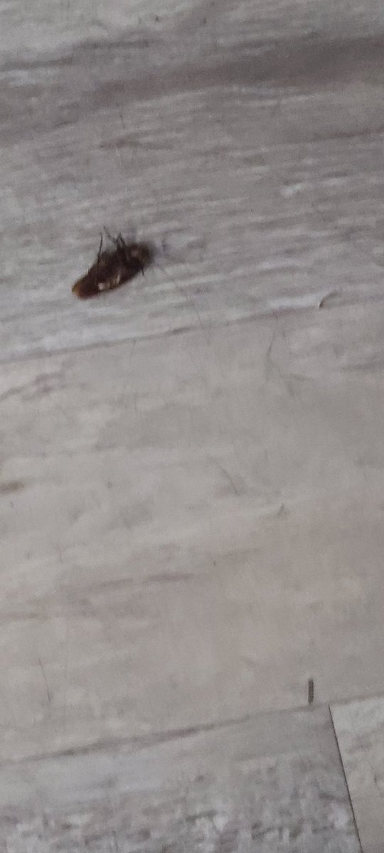 JenFamilyCrew's tweet photo. Family vacation turned nightmare—roaches, spiders, dirty home, unannounced entries, and a misrepresented listing. Not once offered AirCover. Airbnb said in writing we were eligible for a full refund, then retracted it.@Airbnb @AirbnbHelp @bchesky
#ConsumerProtection #TravelSafety https://t.co/fpWnHTVnmL