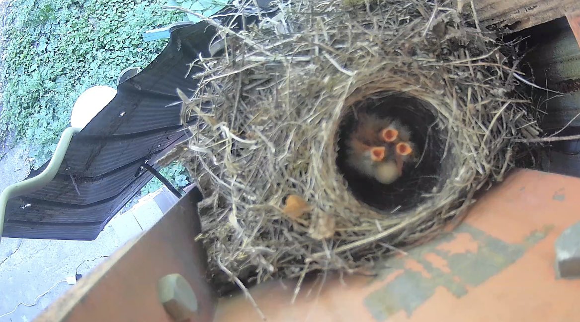 omugi21's tweet photo. キセキレイのヒナ。無事に3羽孵ってました🐤🐤🐤孵る瞬間見たかったけど、カメラの向きが変わってて撮れてなかった😭
一つしか見えてないけど、まだ卵は2個あるはず🪺次は見れるかな⁉️それとも親鳥に隠れて見えないのだろうか🤔とにかく無事に巣立つことを祈るばかり。それまで草刈りできないから草ボーボー😂
