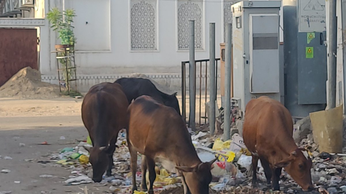 CaptJalaj's tweet photo. @RajCMO @mayorjaipur @Swachh_Jaipur @JaipurNigam Sir,govt spend so much on cow shelters but last 2 months ,making complains for Awara cows No Action nigam is closing complain without catching them pls help total MENACE 
141 BHAGWATI NAGAR 1 KARTARPURA JAIPUR WARD 85 Ph 9257478188 https://t.co/H42akhQlmf