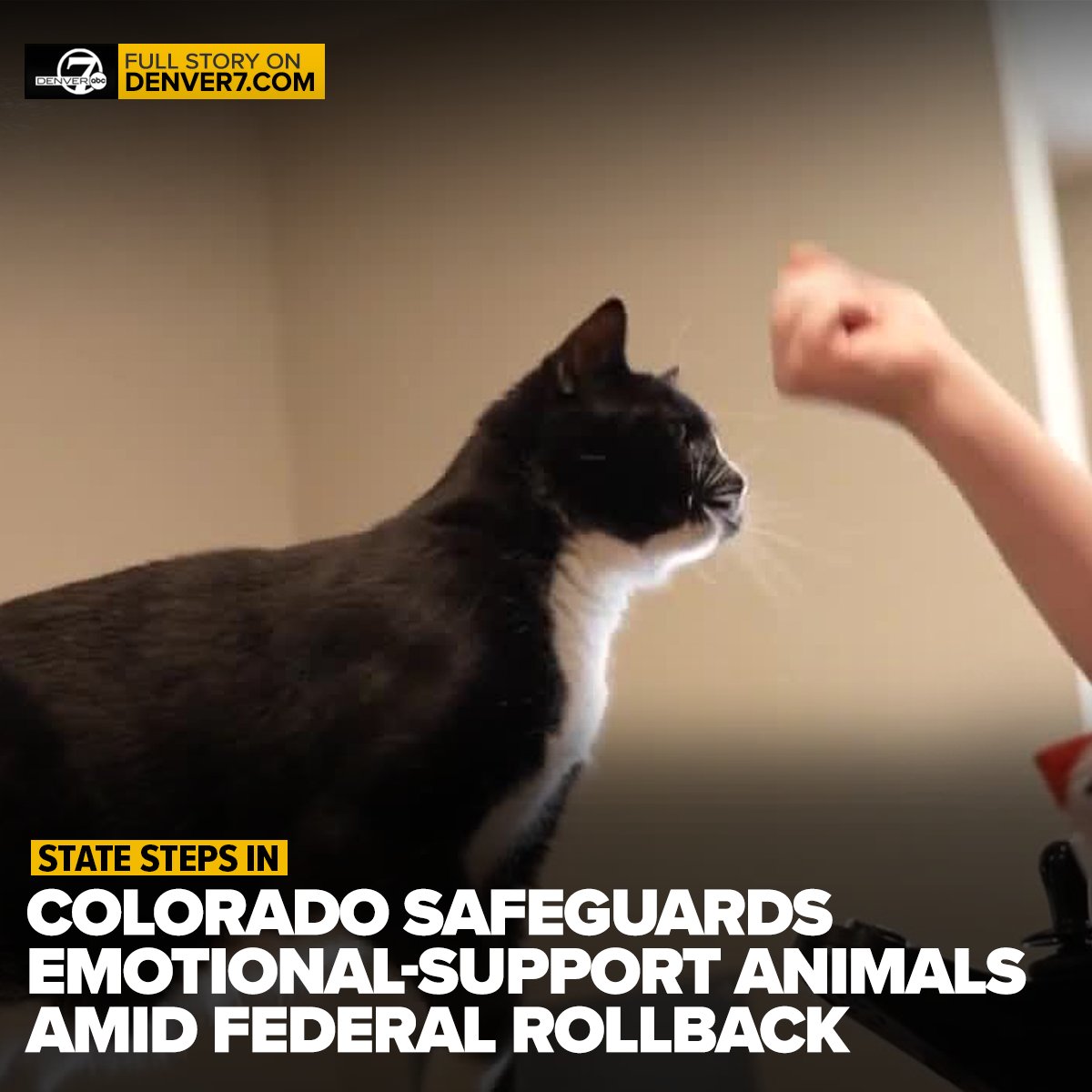 DenverChannel's tweet photo. Colorado has approved new protections for emotional‑support animals even as the federal government rolls back its own rules https://t.co/fZg1YxhN22 https://t.co/exIjw8vKna