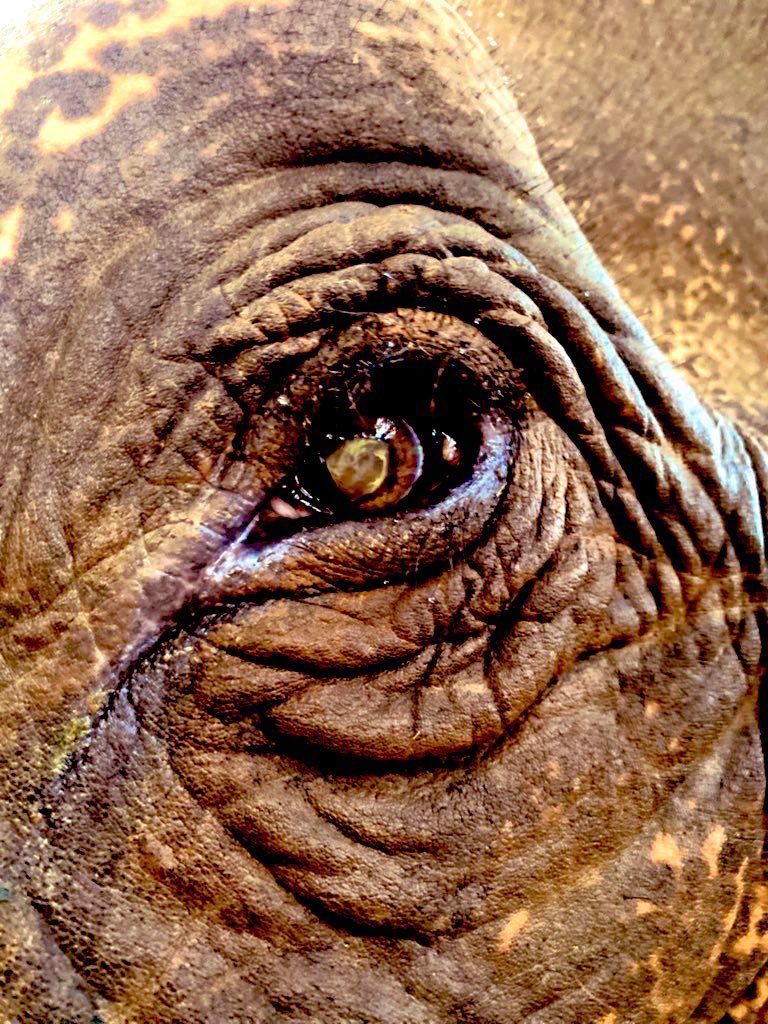 elephantsbbb's tweet photo. สู้ไปด้วยกันนะยายจ๋า🙏🐘😭 ผลไม้ก็ขายไม่ได้สักตะกร้าเลย ยืนรอพี่ๆแม่ๆก่อนนะยายเดียวพี่ใจบุญก็มาป้อนผลไม้เรานะ เพื่อสมทบทุนนำไปซื้ออ้อยมาให้อีกหนึ่งชีวิตได้มีอ้อยเอาไว้กินครับพี่ๆ😭🙏🙏🙏🐘🐘❤️✌️✌️#ผลไม้ยกถุง250คะแนน
#ผลไม้4ตะกร้า150คะแนน
4260188294 ไทยพาณิชย์
นายชัยพล บมขุนทด https://t.co/nrlwN7169t