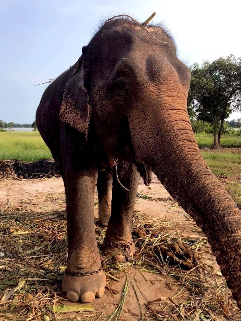 elephantsbbb's tweet photo. สู้ไปด้วยกันนะยายจ๋า🙏🐘😭 ผลไม้ก็ขายไม่ได้สักตะกร้าเลย ยืนรอพี่ๆแม่ๆก่อนนะยายเดียวพี่ใจบุญก็มาป้อนผลไม้เรานะ เพื่อสมทบทุนนำไปซื้ออ้อยมาให้อีกหนึ่งชีวิตได้มีอ้อยเอาไว้กินครับพี่ๆ😭🙏🙏🙏🐘🐘❤️✌️✌️#ผลไม้ยกถุง250คะแนน
#ผลไม้4ตะกร้า150คะแนน
4260188294 ไทยพาณิชย์
นายชัยพล บมขุนทด https://t.co/nrlwN7169t