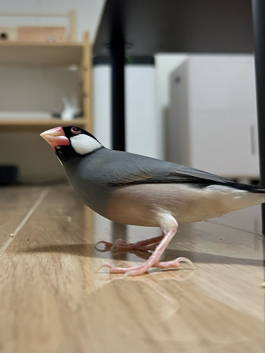白文鳥のコッコ (@7nNxrg27PIUFCMS) / Posts / X