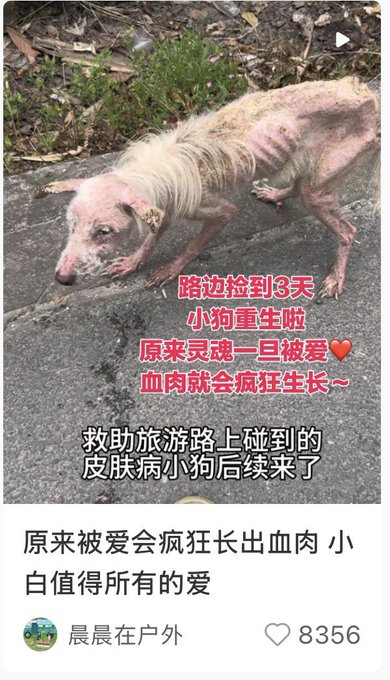 azak_erdinc's tweet photo. 这只小狗叫“小-白”因患上皮肤病

主任搬家直接把它丢弃了，已经瘦的只剩下骨架了

一起救助小-白

https://t.co/KPR9N1OjKD https://t.co/OLMeHOSSQn