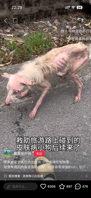 azak_erdinc's tweet photo. 这只小狗叫“小-白”因患上皮肤病

主任搬家直接把它丢弃了，已经瘦的只剩下骨架了

一起救助小-白

https://t.co/KPR9N1OjKD https://t.co/OLMeHOSSQn