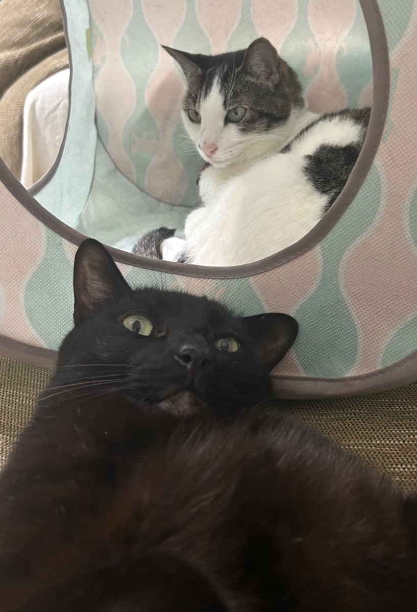 h_a55's tweet photo. 🐈‍⬛　なにか？

いや？満足そうで何より🤣

＃猫　＃黒猫 https://t.co/w4lOo5dLrb