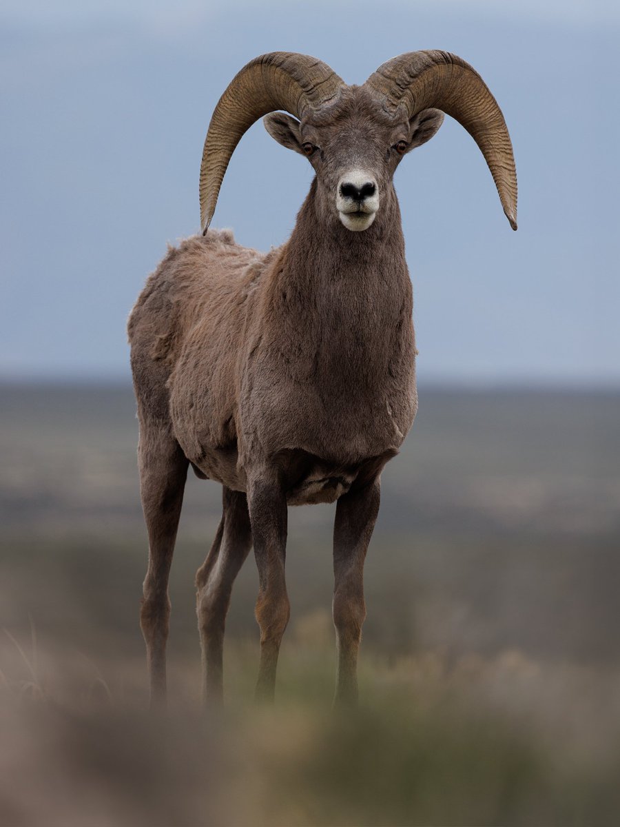 DustinLevine7's tweet photo. #BigHornSheep #Taos #NewMexico #Wildlife #ShotOnCanon #TeamCanon https://t.co/wx3uwl2TNN