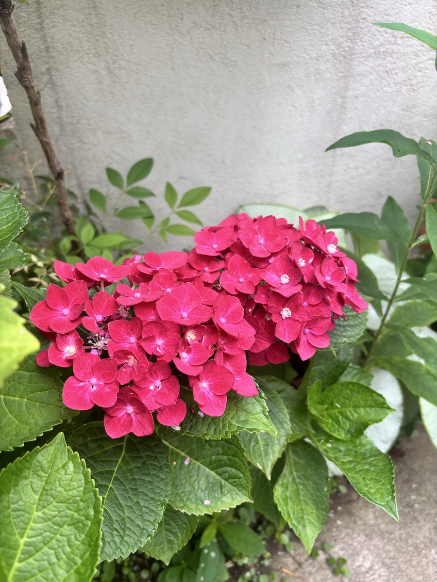 ootakagarden's tweet photo. 今日のガーデン🪴②
アジサイがほぼ満開！
#ootakanomori_garden https://t.co/MnmbgYsC9p