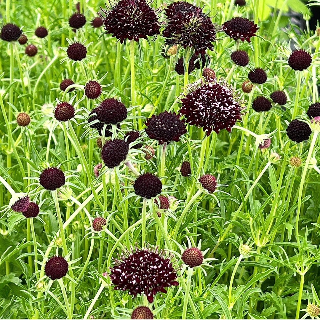 engeinet's tweet photo. 魅惑の黒花🖤スカビオサ・チリブラック。ベルベットのような深い黒紫色の花が、お庭や寄せ植えをぐっとおしゃれに演出します。シックなのに重たくならず、風に揺れる姿は上品。ピンクや白の花と合わせれば、ワンランク上の寄せ植えに✨🌿(G)
https://t.co/q4B4AyQKcU https://t.co/0QncSZ8z3o