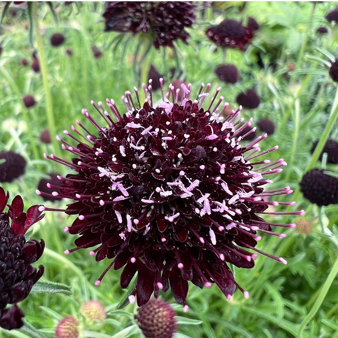 engeinet's tweet photo. 魅惑の黒花🖤スカビオサ・チリブラック。ベルベットのような深い黒紫色の花が、お庭や寄せ植えをぐっとおしゃれに演出します。シックなのに重たくならず、風に揺れる姿は上品。ピンクや白の花と合わせれば、ワンランク上の寄せ植えに✨🌿(G)
https://t.co/q4B4AyQKcU https://t.co/0QncSZ8z3o