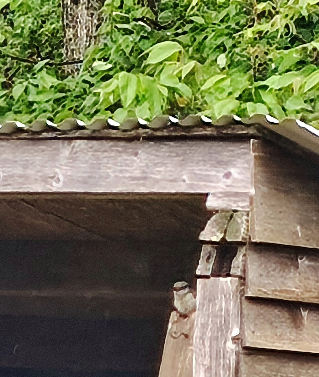 Kitano4126's tweet photo. おはよう野生の雨宿りさん
もうじき雨も止みそうですね…✨
#ゴジュウカラ　#北海道 https://t.co/fDQuPJnqXm