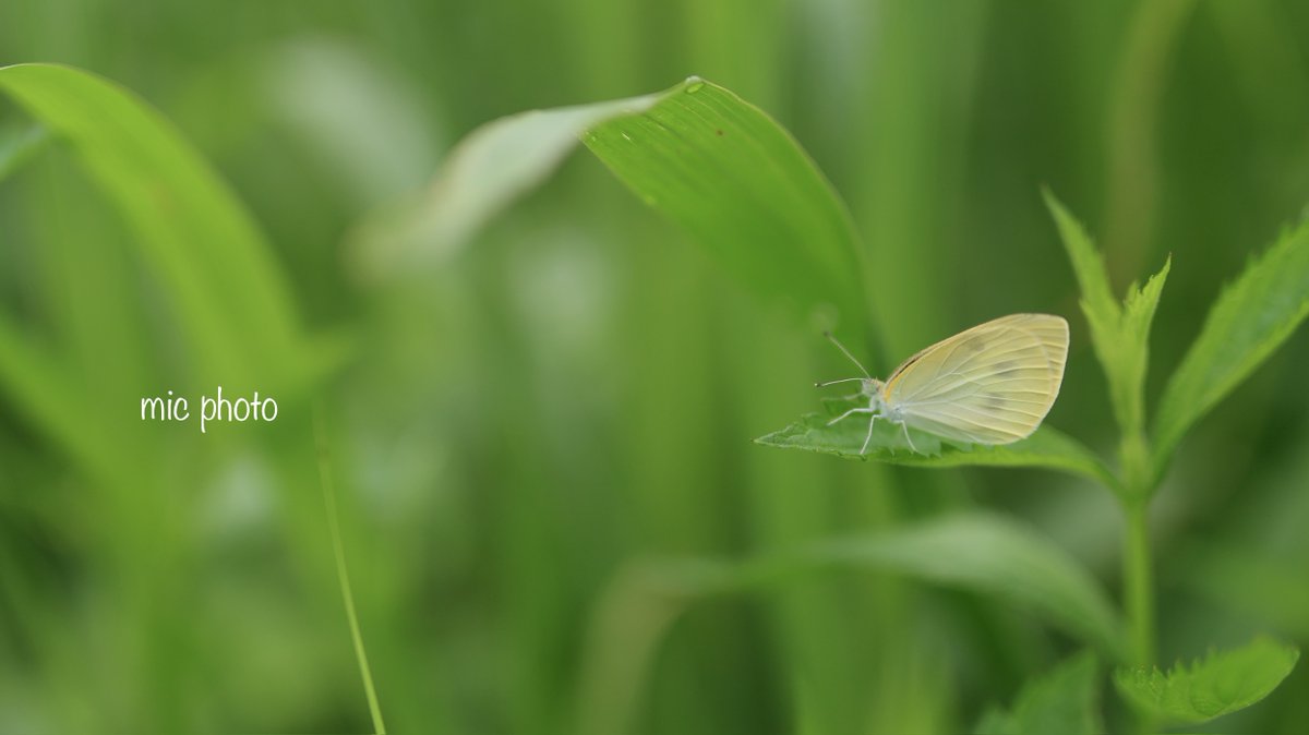 mic19951010's tweet photo. 今日の散歩道🚶‍♂️ 2026/6/10
#photography
#ファインダー越しの私の世界
#キリトリセカイ https://t.co/4VVdzIgDD9