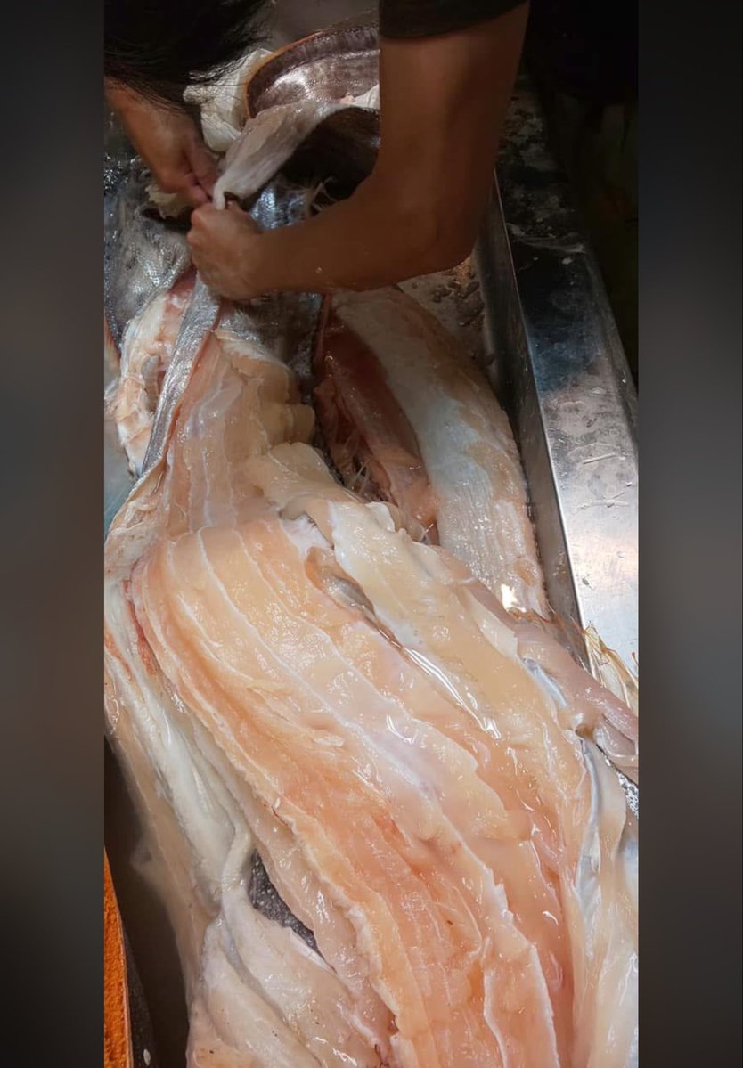 オガワアートコレクション（小川貴光）魚類剥製作家。「魚魚展」「魚人