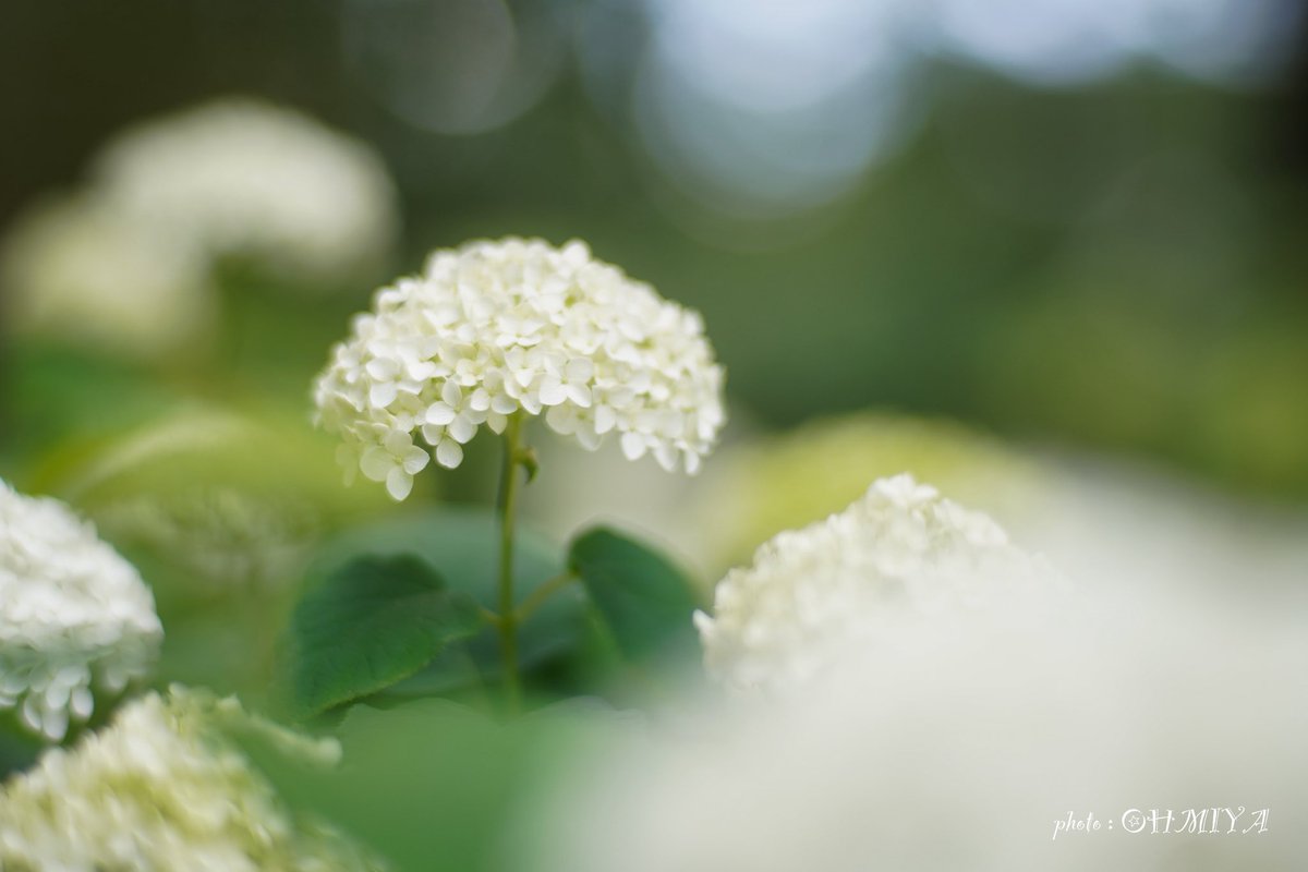 ohmiya_a_photo's tweet photo. おはようございます ☔️

#神代植物公園 
#オールドレンズ https://t.co/oQkgPMSRlZ