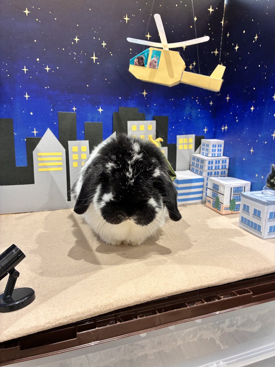 U7Fa8's tweet photo. ミロの訃報にコメントくださった方、反応くれた方、ありがとうございました。
週末火葬も終わり少し落ち着くことができました。
他の3ぴょんは気づいてるのかわかりませんがいつもと同じ感じで過ごしてます https://t.co/BUfLmi02eN