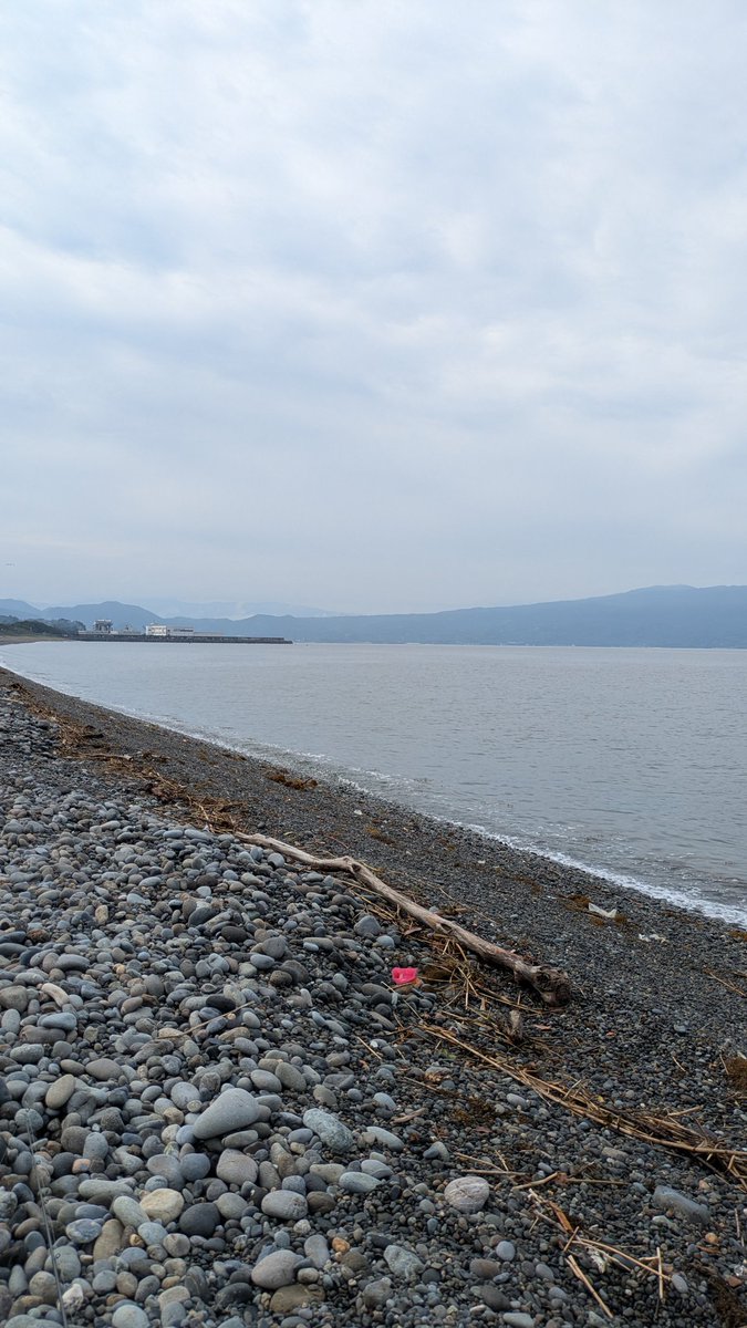 wahahano1121's tweet photo. おはようございます😊
千本浜にきました🎣
釣り人はたくさんいます
っが釣れるのは(私は)カマスばかりです😅　いまは濁りがあり海藻ゴミが多めです https://t.co/OIOFkMsNSm