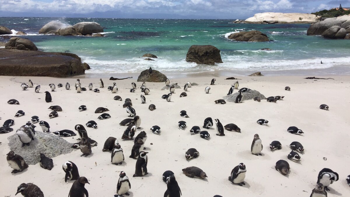 CountMateo's tweet photo. Country of the day: South Africa 🇿🇦 https://t.co/Cthqd3euYf