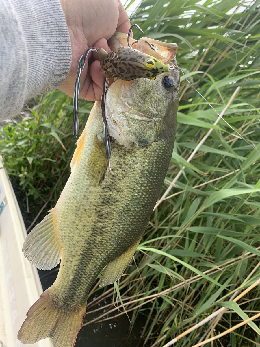 AUTREC7's tweet photo. 38get！！
北利根好調ですな。
#teckelfrog
#テッケルフロッグ https://t.co/8s3SQ1BpiC