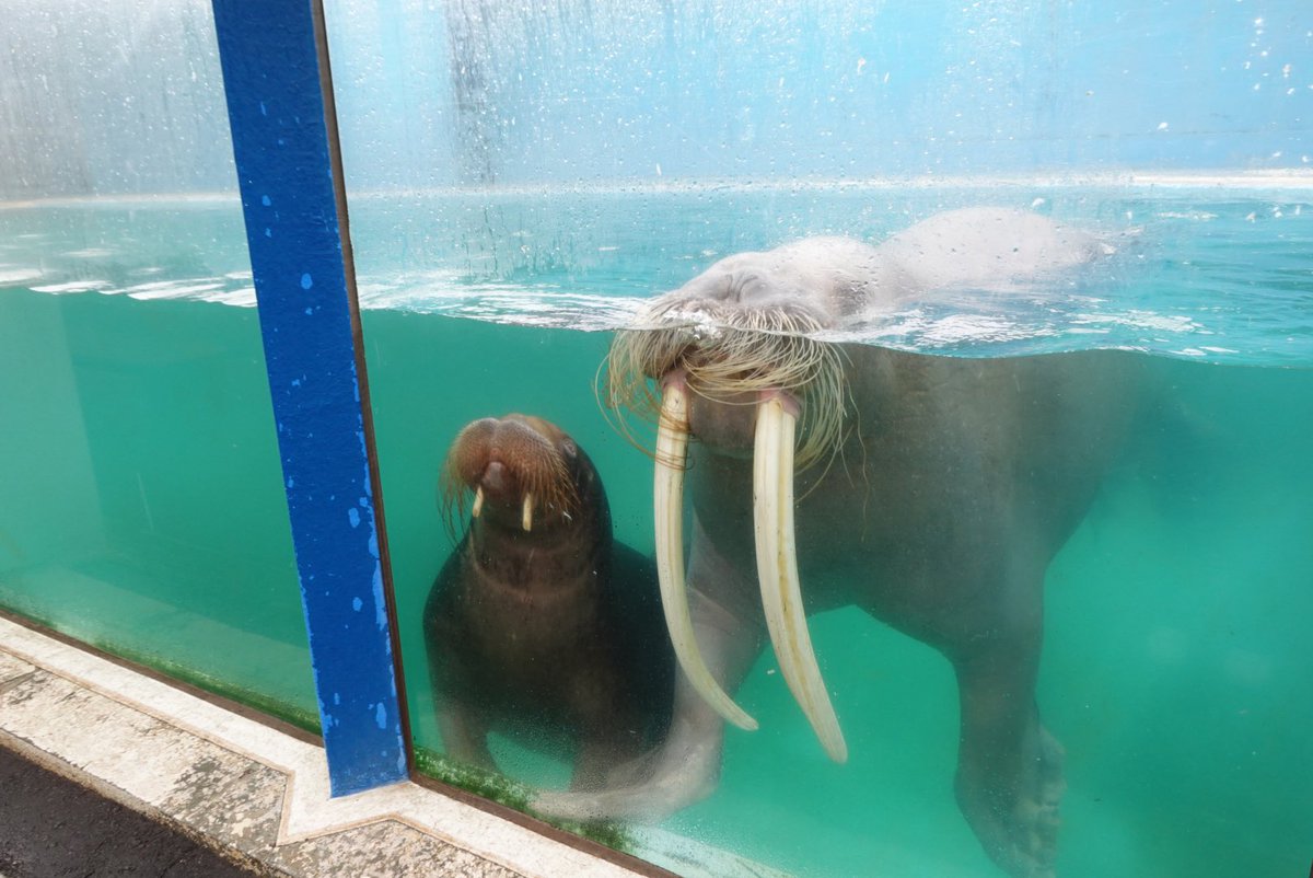 aptn0531a's tweet photo. ウチオとつむぎ
#おたる水族館 
#セイウチ https://t.co/j2BUspEBf3