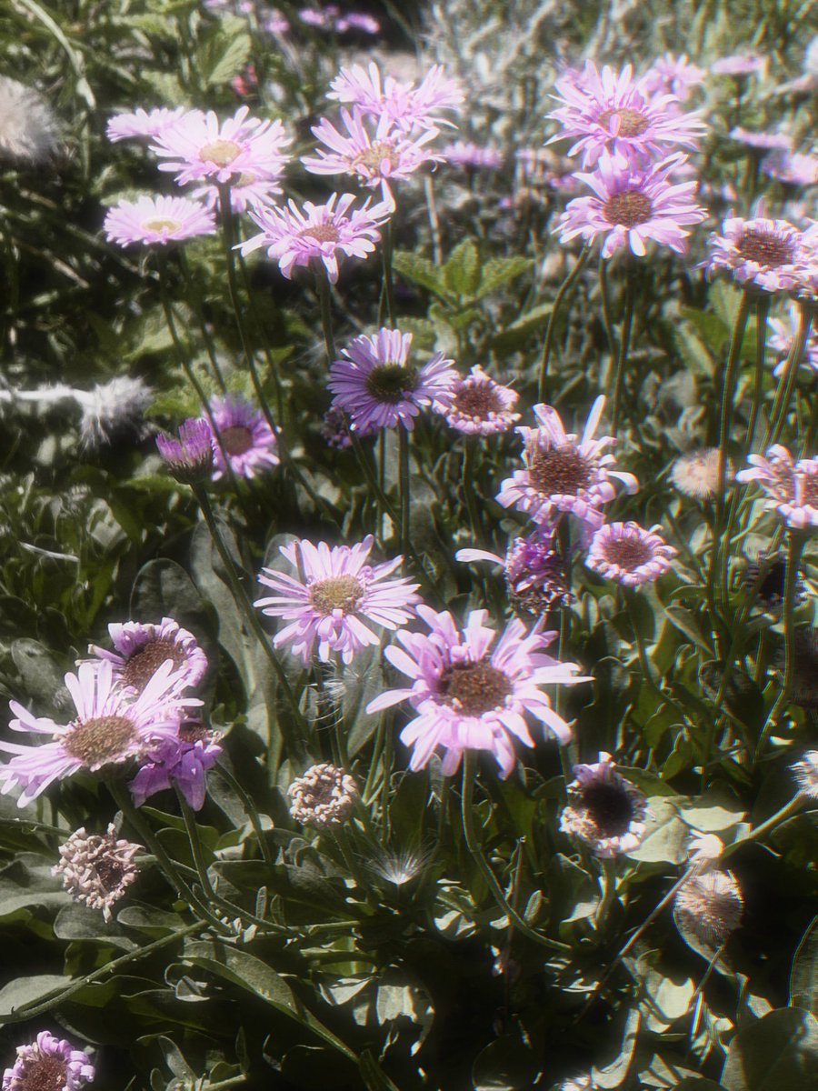 funshinekissed's tweet photo. went to a garden today ₊˚ ᨦ ᨩ https://t.co/tcU6VROMF5