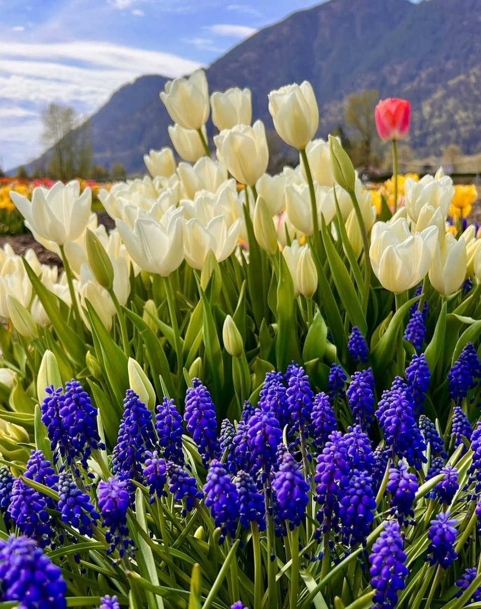 mysavari's tweet photo. Goodness I love flowers.. https://t.co/W2j8ymkFpu
