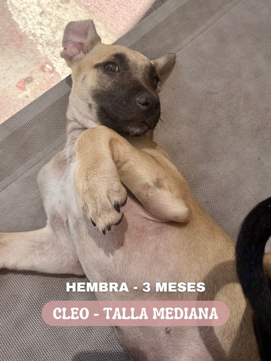 H_Limoneros's tweet photo. Esta gordita estaba en la calle con su mamá Mía, eran 5 hermanos pero desafortunadamente salieron positivos a Parvovirus y 1 de sus hermanas falleció😞Cleo y sus hermanos lucharon y nuestra vet los salvó, salieron adelante y ya están en el refugio esperando un hogar lleno de amor, quién dice yo?🤎
-Protocolo: Vacunada / Desparasitada / Se buscará al adoptante cuando tenga la edad para esterilizarse para que se opere 

👉🏼Adóptala para que crezca en un hogar en lugar de seguir creciendo en el refugio🥺🙏🏼

🔺Si te interesa adoptarla por favor llena el formulario👉🏼https://t.co/5erVc43SsU 🙏🏼y si te interesa darle hogar temporal hasta que le encontremos una familia mándame mensaje👉🏼 https://t.co/fnHYT3mDb6