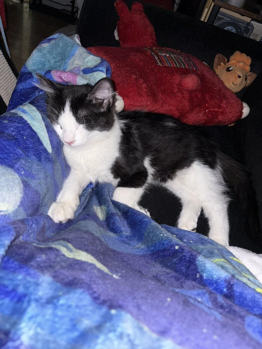 afiregender's tweet photo. hello i don't post on twitter much but i thought cat twitter would like to know: mr baby here was abandoned by his owner in my building, and i took him as an emergency foster. he is on his way to his new home but please LOOK AT HIM he's so baby https://t.co/AFlygfB6qX