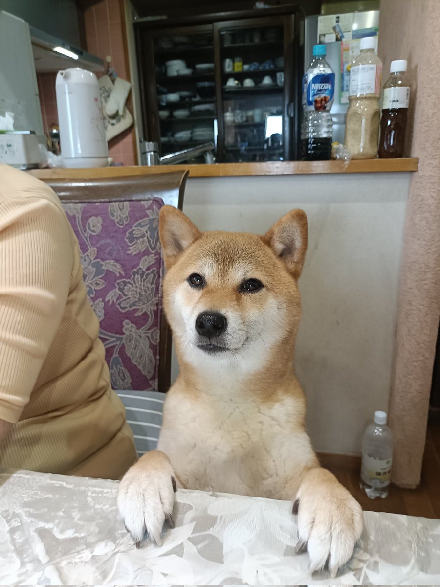 柴犬ゆず＆あず (@Yuzu_Shiba0509) / Posts / X