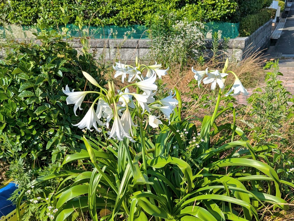 Chang2962's tweet photo. 若松区高須西。ハマユウ https://t.co/duUvJw3PeH