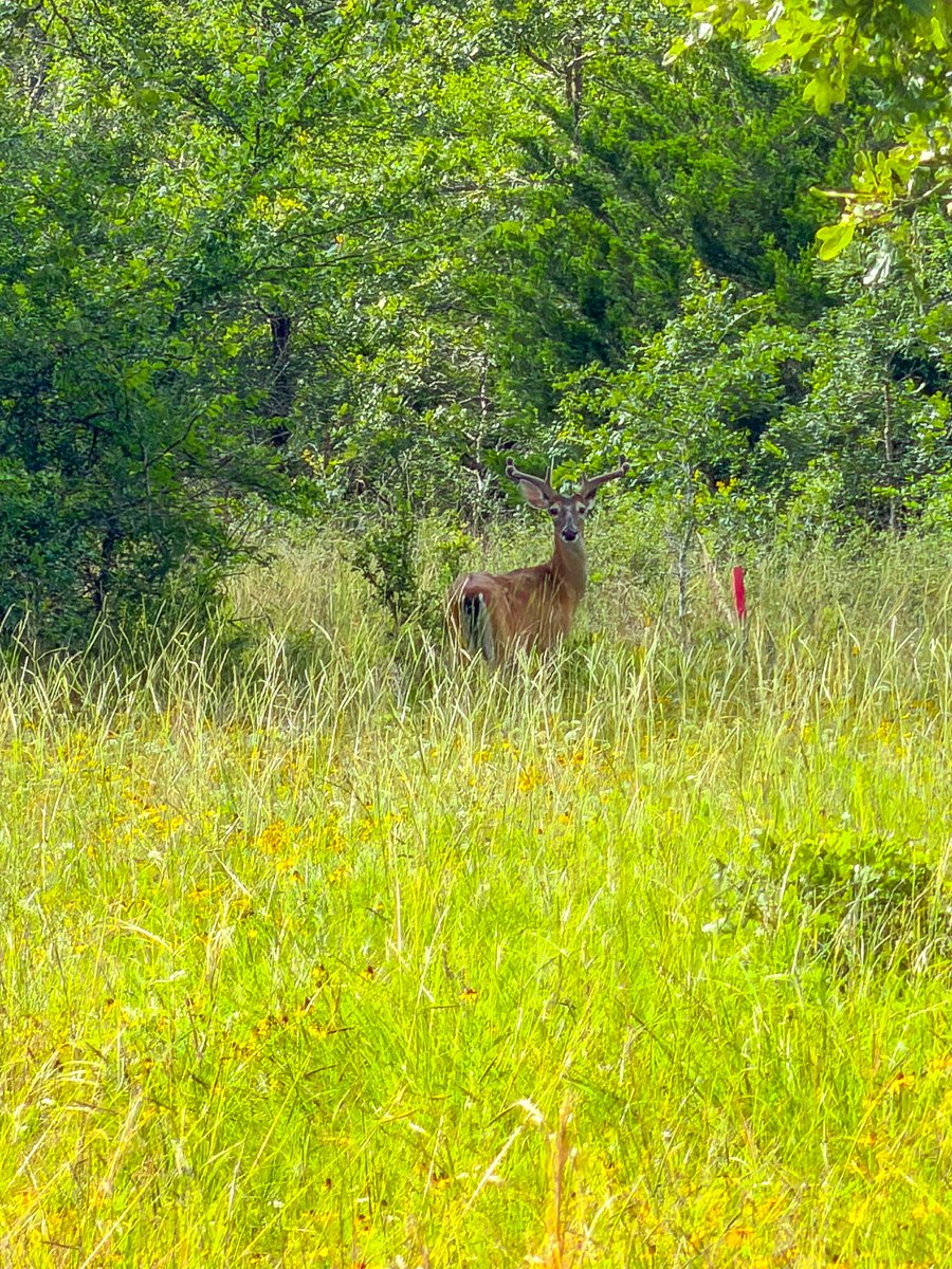 tonytewitty's tweet photo. Young Buck today https://t.co/HBFlgDqkW0