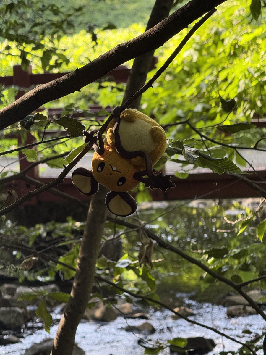 dedizzle702's tweet photo. Good morning, afternoon, or night to you! 🥰🧡🐹👋

Flapjack is uh…. Hanging around the park I guess 😆😆😆😆😆

Lets keep having a great day! 🧡✨ https://t.co/AnXSzynwvJ
